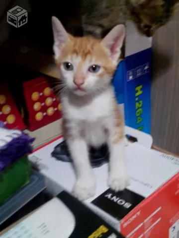 Gato ra a SRD idade Abaixo de 2 meses nome filhotes
