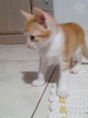 Gato ra a SRD idade Abaixo de 2 meses nome filhotes