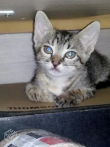 Gato ra a SRD idade Abaixo de 2 meses nome filhotes