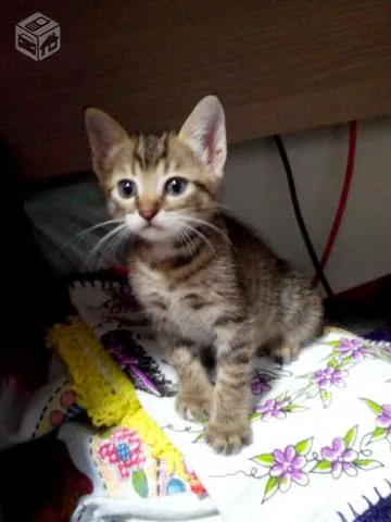 Gato ra a SRD idade Abaixo de 2 meses nome filhotes