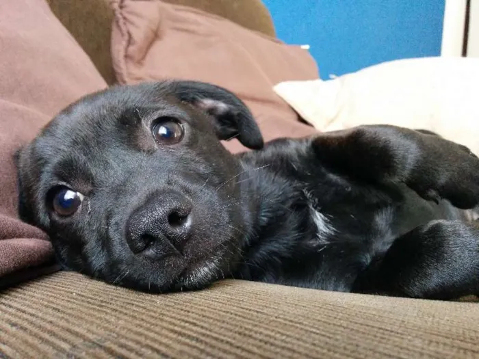 Cachorro ra a Vira Lata idade 2 a 6 meses nome Filhotes