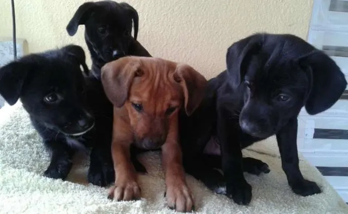 Cachorro ra a Vira Lata idade 2 a 6 meses nome Filhotes