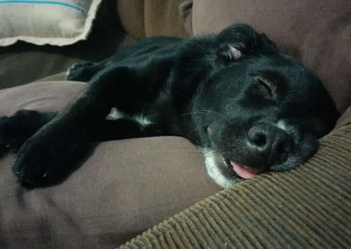 Cachorro ra a Vira Lata idade 2 a 6 meses nome Filhotes