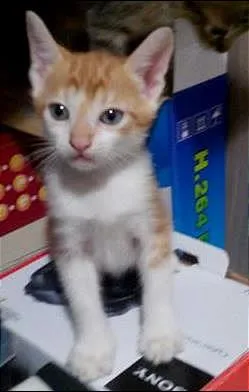 Gato ra a SRD idade Abaixo de 2 meses nome filhotes