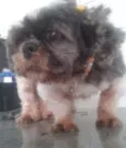 mel