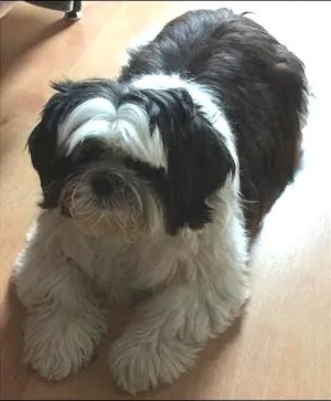 Cachorro raça Shitzu idade 6 ou mais anos nome Latin