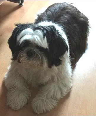 Cachorro ra a Shitzu idade 6 ou mais anos nome Latin