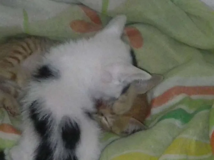Gato raça  idade  nome sem nome