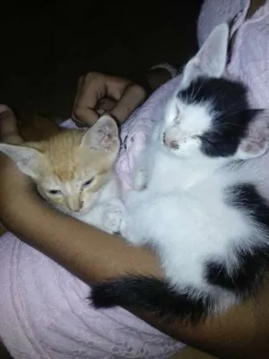 Gato raça  idade  nome sem nome