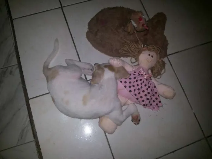 Cachorro ra a SRD idade 2 a 6 meses nome Laurinha