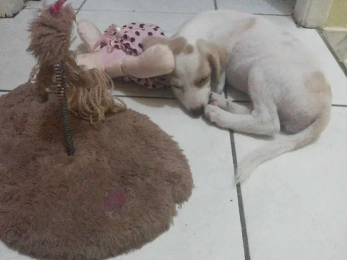 Cachorro ra a SRD idade 2 a 6 meses nome Laurinha