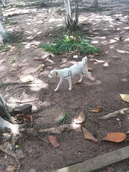 Cachorro ra a SRD idade 2 a 6 meses nome Laurinha