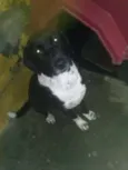 Nego