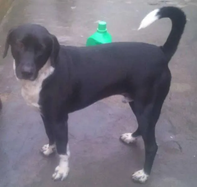 Cachorro ra a srd idade 3 anos nome Nego