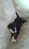 Nego