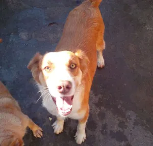 Cachorro raça srd idade 3 anos nome Loiro