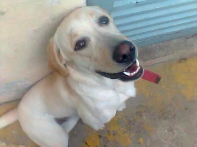 Cachorro ra a Labrador idade 1 ano nome Marlley