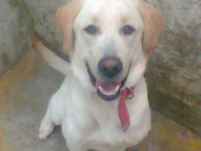 Cachorro ra a Labrador idade 1 ano nome Marlley