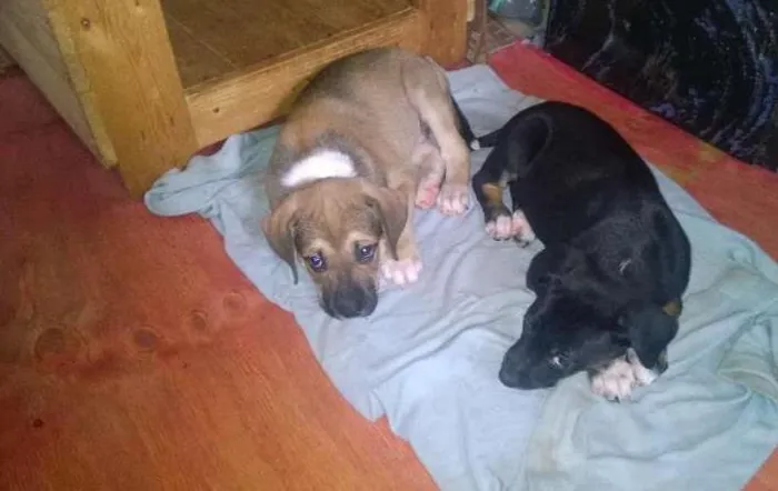Cachorro ra a indefinida idade Abaixo de 2 meses nome sem nome