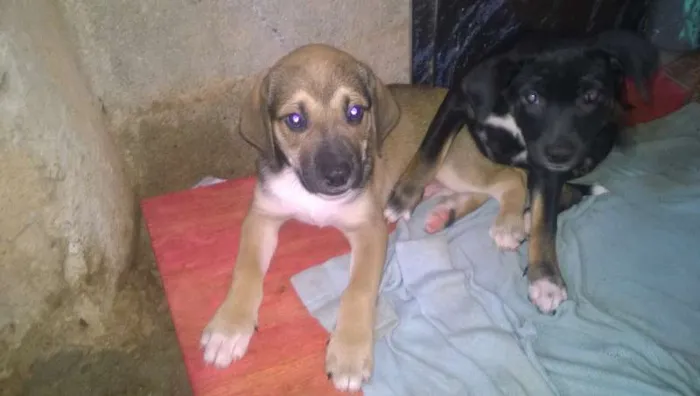 Cachorro ra a indefinida idade Abaixo de 2 meses nome sem nome