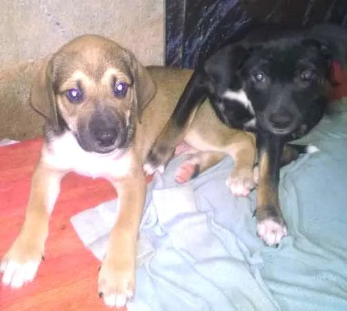 Cachorro ra a indefinida idade Abaixo de 2 meses nome sem nome