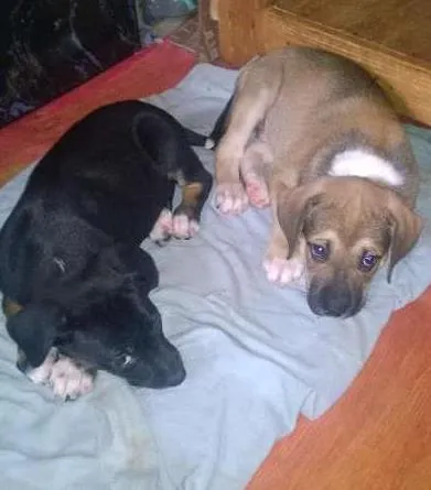 Cachorro ra a indefinida idade Abaixo de 2 meses nome sem nome