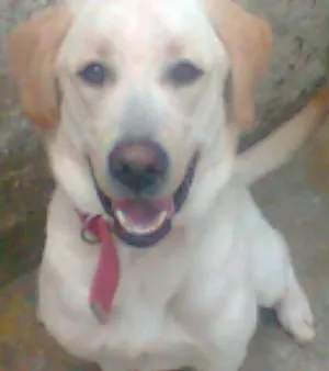 Cachorro raça Labrador idade 1 ano nome Marlley