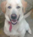 Marlley