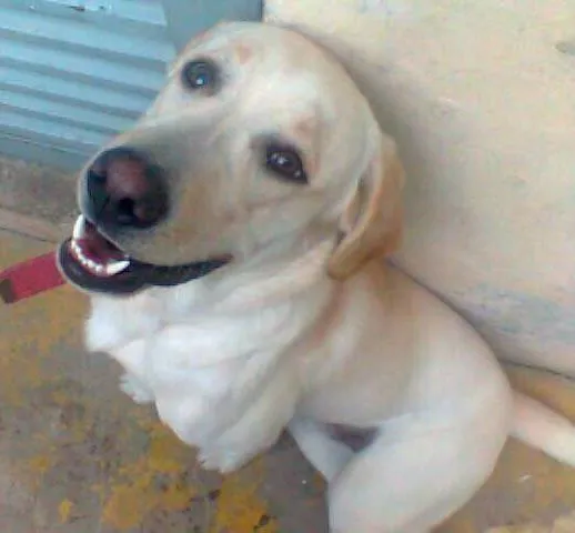 Cachorro ra a Labrador idade 1 ano nome Marlley