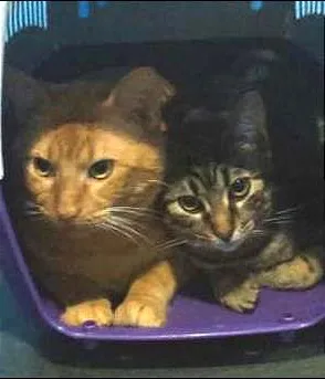 Gato raça  idade 1 ano nome Otto e Milena