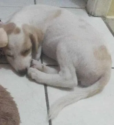 Cachorro ra a SRD idade 2 a 6 meses nome Laurinha