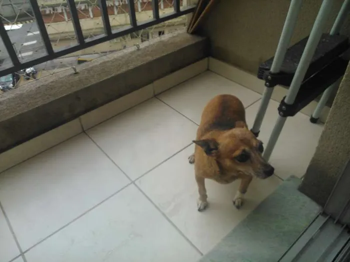 Cachorro ra a Pinscher idade 6 ou mais anos nome Lica