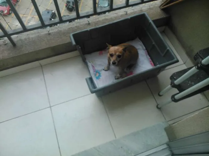 Cachorro ra a Pinscher idade 6 ou mais anos nome Lica