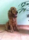 Não tem