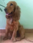 Não tem