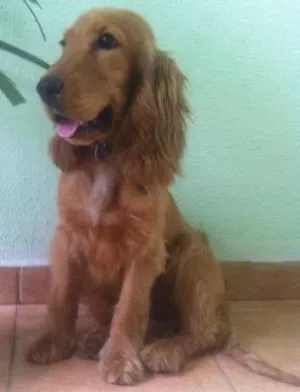 Cachorro raça coc idade 2 a 6 meses nome Não tem