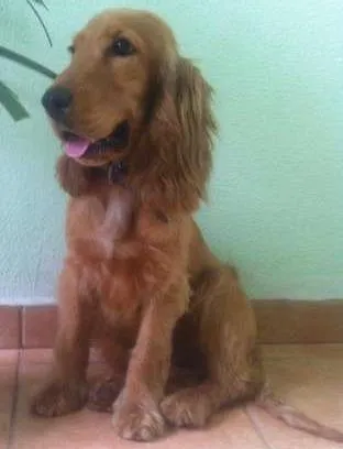 Cachorro ra a coc idade 2 a 6 meses nome Não tem
