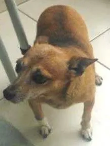 Cachorro raça Pinscher idade 6 ou mais anos nome Lica