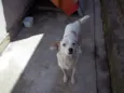 Sasa,branca e tonico