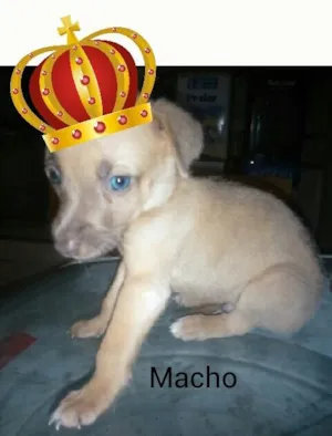 Cachorro raça Sem raça definida  idade Abaixo de 2 meses nome Sem nome (Adoção UR