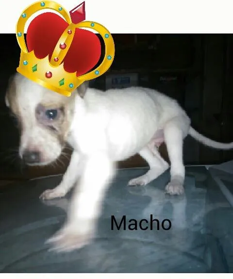 Cachorro ra a Sem raça definida  idade Abaixo de 2 meses nome Sem nome (Adoção UR