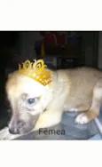 Sem nome (Adoção UR