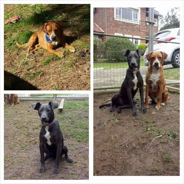 Cachorro ra a SRD idade 1 ano nome Pretinha e Amarelo