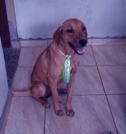 Cachorro ra a Vira Lata idade 7 a 11 meses nome Luthor