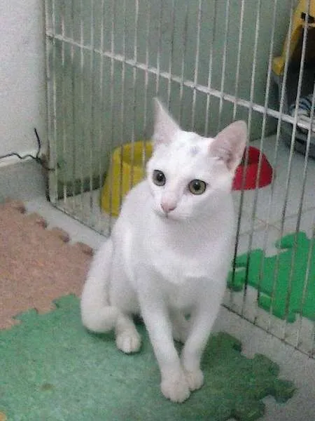 Gato ra a SRD idade 7 a 11 meses nome Marrih
