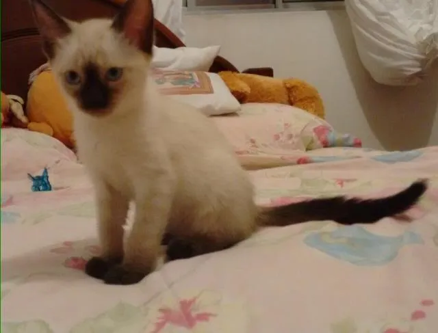 Gato ra a Srd idade 2 a 6 meses nome Fêmea