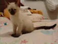Fêmea