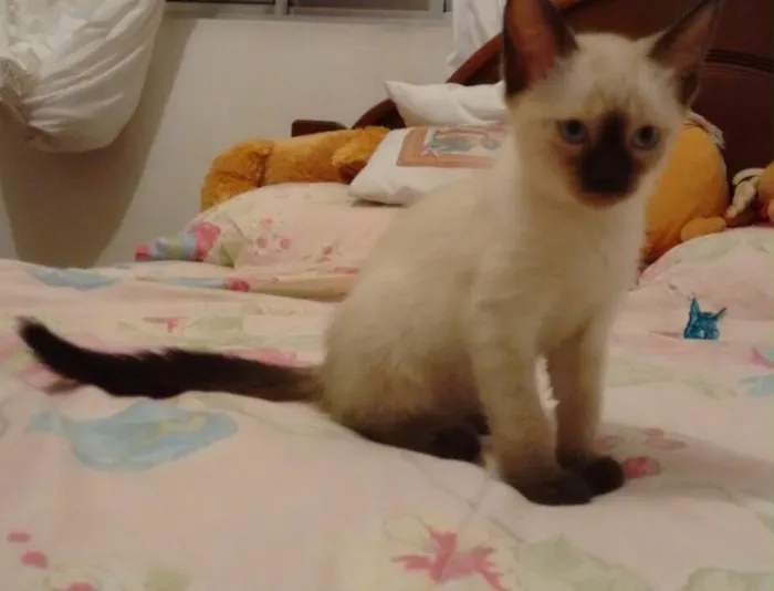 Gato ra a Srd idade 2 a 6 meses nome Fêmea