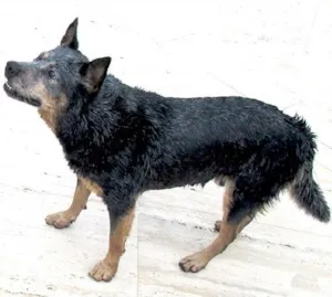 Cachorro raça Pastor Australiano idade 6 ou mais anos nome Rocky GRATIFICA