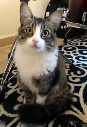 Gato raça SRD idade 7 a 11 meses nome Peppa